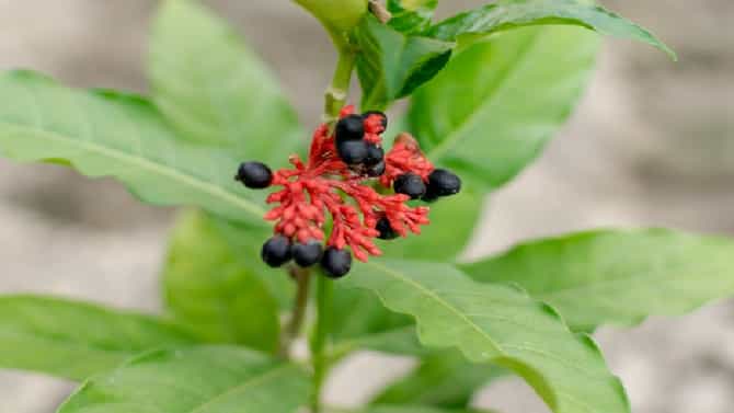 बदलता शेती व्यवसाय : औषधी वनस्पतीमधून लाखोंची कमाई, महाराष्ट्रामध्येही होतेय लागवड