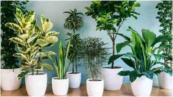 Vastu tips | घरात मनी प्लांट लावताय? या 6 गोष्टी लक्षात ठेवा, नाहीतर होईल आर्थिक नुकसान