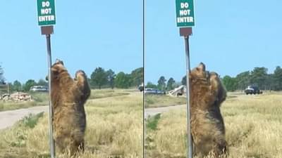 Viral | जेव्हा अस्वल रस्त्याच्या कडेला पोल डान्स करतो, व्हिडीओ पाहून नेटकरी म्हणतात एक नंबर डान्स