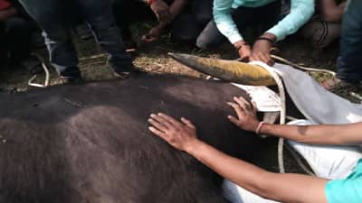 Video |माळशिरसमध्ये बेकायदेशीररित्या रेड्यांच्या झुंजीचे आयोजन; एका रेड्याचा मृत्यू, कार्यक्रमाला सरपंच,उपसरपंच उपस्थित