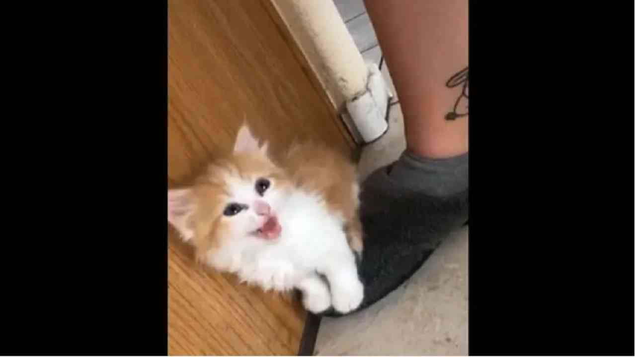 VIDEO : लळा लागला... मांजरीचं पिल्लू मालकिनीला घराबाहेर पडू देईना, नेटकरी म्हणतात, क्यूट व्हिडीओ!