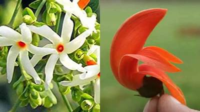 कोणत्या देवाला कोणते फूल अर्पण करायचे प्रश्न पडलाय ? जाणून घ्या संपूर्ण माहिती, सर्व इच्छा पूर्ण होतील