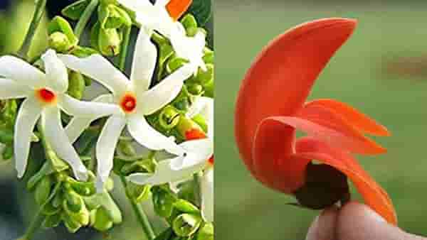 कोणत्या देवाला कोणते फूल अर्पण करायचे प्रश्न पडलाय ? जाणून घ्या संपूर्ण माहिती, सर्व इच्छा पूर्ण होतील