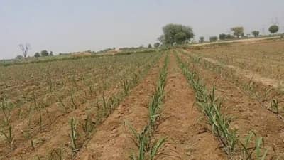 ऊस उत्पादनाचे काय आहे गणित ? लागवडीपासून तोडणीपर्यंतची अशी घ्या काळजी अन् मिळवा भरघोस उत्पादन