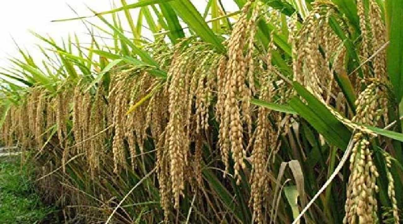 बासमती तांदूळ अजून भाव खाणार, पावसामुळे नुकसानीचा परिणाम दरावर