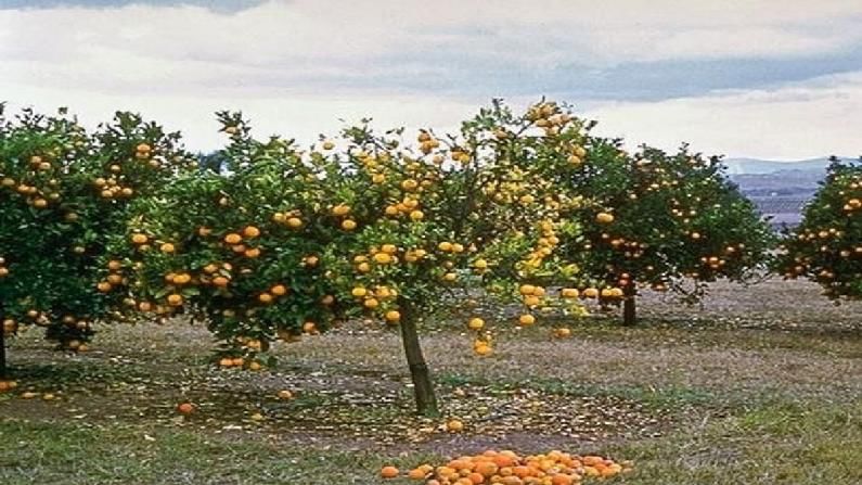 फळगळतीमुळे उभ्या संत्रा बागांवर कुऱ्हाड, उत्पादन निम्म्यावर
