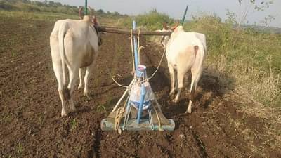 आठ दिवसाचीच रब्बी, अवकाळी पावसाचा परिणाम उगवणीवर, दुबार पेरणीची नामुष्की