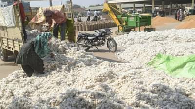 कापूस खरेदीला दारोदारी फिरत आहेत व्यापारी, दर वाढले पण उत्पादन घटले