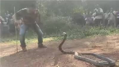तब्बल 12 फुटांचा किंग कोब्रा विहिरीत पडला, रेस्क्यू करण्यासाठी वन विभागाने लावली जिवाची बाजी