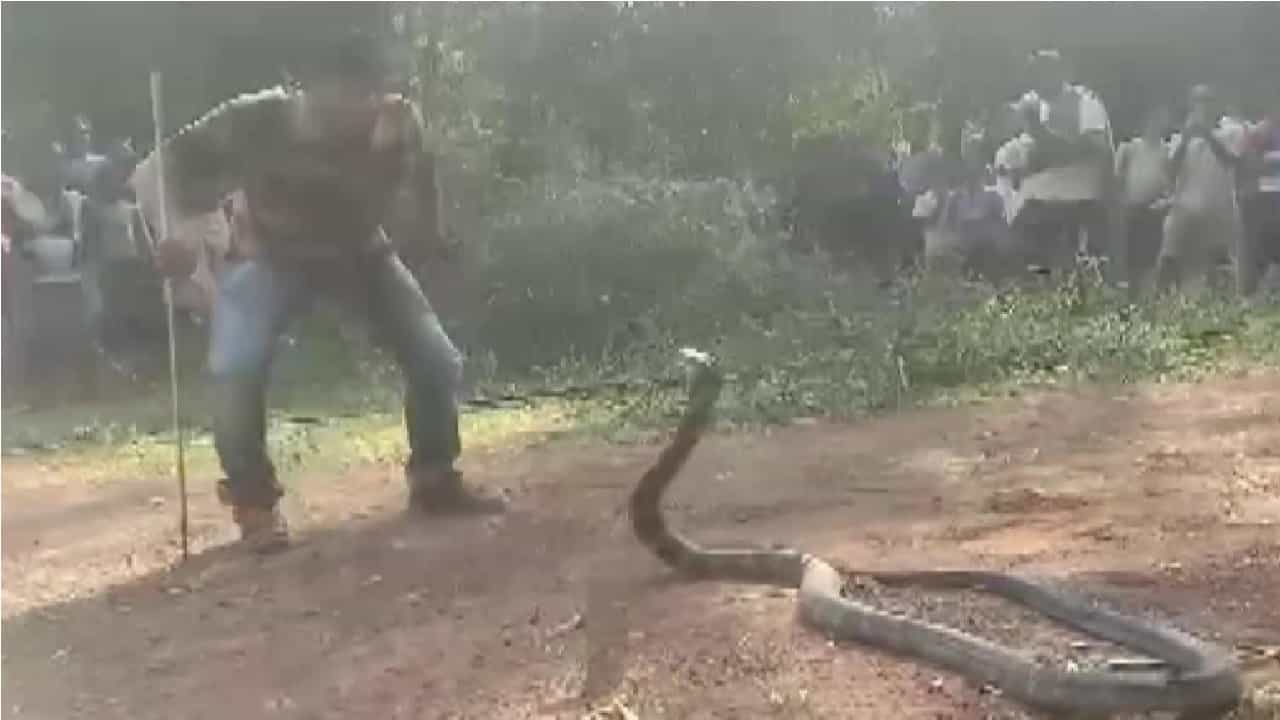 तब्बल 12 फुटांचा किंग कोब्रा विहिरीत पडला, रेस्क्यू करण्यासाठी वन विभागाने लावली जिवाची बाजी