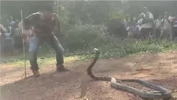 तब्बल 12 फुटांचा किंग कोब्रा विहिरीत पडला, रेस्क्यू करण्यासाठी वन विभागाने लावली जिवाची बाजी