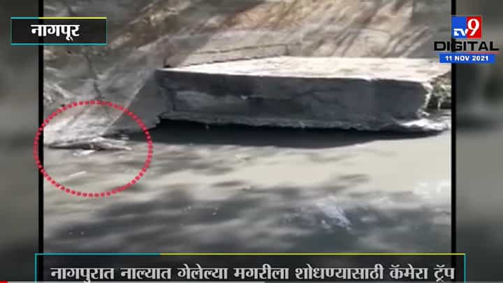 नागपुरात नाल्यात गेलेल्या मगरीला शोधण्यासाठी कॅमेरा ट्रॅप, वन विभागाकडून खबरदारीचं आवाहन नागपुरात नाल्यात गेलेल्या मगरीला शोधण्यासाठी कॅमेरा ट्रॅप, वन विभागाकडून खबरदारीचं आवाहन