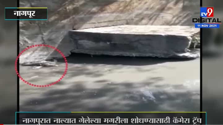 नागपुरात नाल्यात गेलेल्या मगरीला शोधण्यासाठी कॅमेरा ट्रॅप, वन विभागाकडून खबरदारीचं आवाहन नागपुरात नाल्यात गेलेल्या मगरीला शोधण्यासाठी कॅमेरा ट्रॅप, वन विभागाकडून खबरदारीचं आवाहन