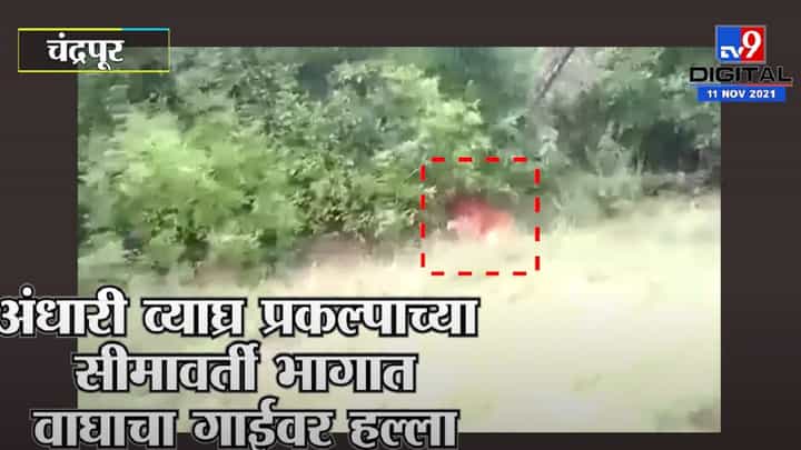 Chandrapur | अंधारी व्याघ्र प्रकल्पाच्या सीमावर्ती भागात वाघाचा गाईवर हल्ला, दृश्य कॅमेऱ्यात कैद Chandrapur | अंधारी व्याघ्र प्रकल्पाच्या सीमावर्ती भागात वाघाचा गाईवर हल्ला, दृश्य कॅमेऱ्यात कैद