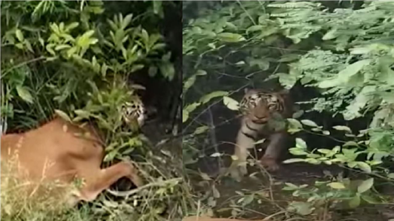 Video | वाघाने गाईला चपळाईने पकडलं, जंगलात फरफटत नेण्याचा प्रयत्न, शिकारीचा थरार कॅमेऱ्यात कैद