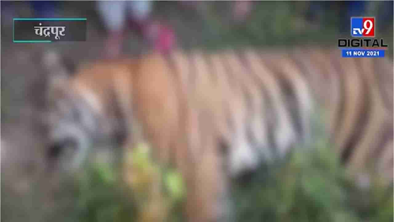 Chandrapur Tigress Death | चंद्रपुरातील भद्रावती तालुक्यात वाघिणीचा मृत्यू