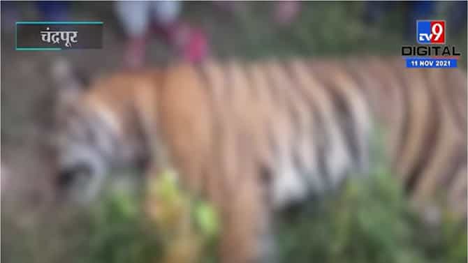 Chandrapur Tigress Death | चंद्रपुरातील भद्रावती तालुक्यात वाघिणीचा मृत्यू