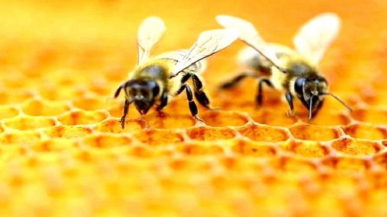 मेहनतीचे फळ : देशात 1.25 लाख मेट्रीक टन मधाचे उत्पादन, 60 हजार मेट्रीक टनाची निर्यात मेहनतीचे फळ : देशात 1.25 लाख मेट्रीक टन मधाचे उत्पादन, 60 हजार मेट्रीक टनाची निर्यात