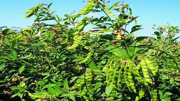 तूर आयातीमुळे हमीभावापर्यंतही पोहचले नाहीत दर, काय राहणार खरिपातील शेवटच्या पिकाचे भवितव्य