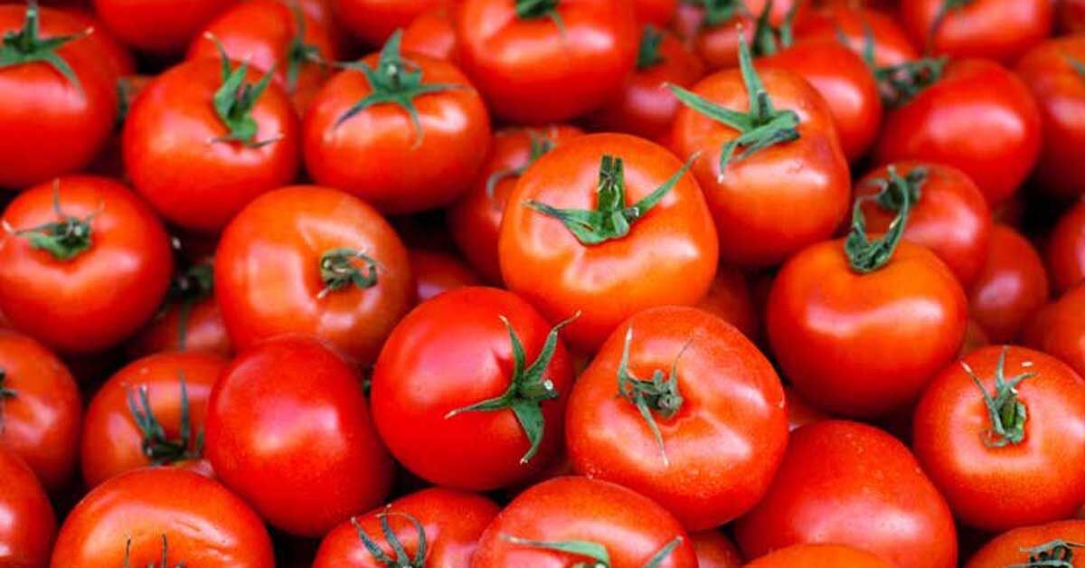 टोमॅटो झाले स्वस्त; गेल्या महिन्याभरात भावात 23 टक्क्यांची घसरण