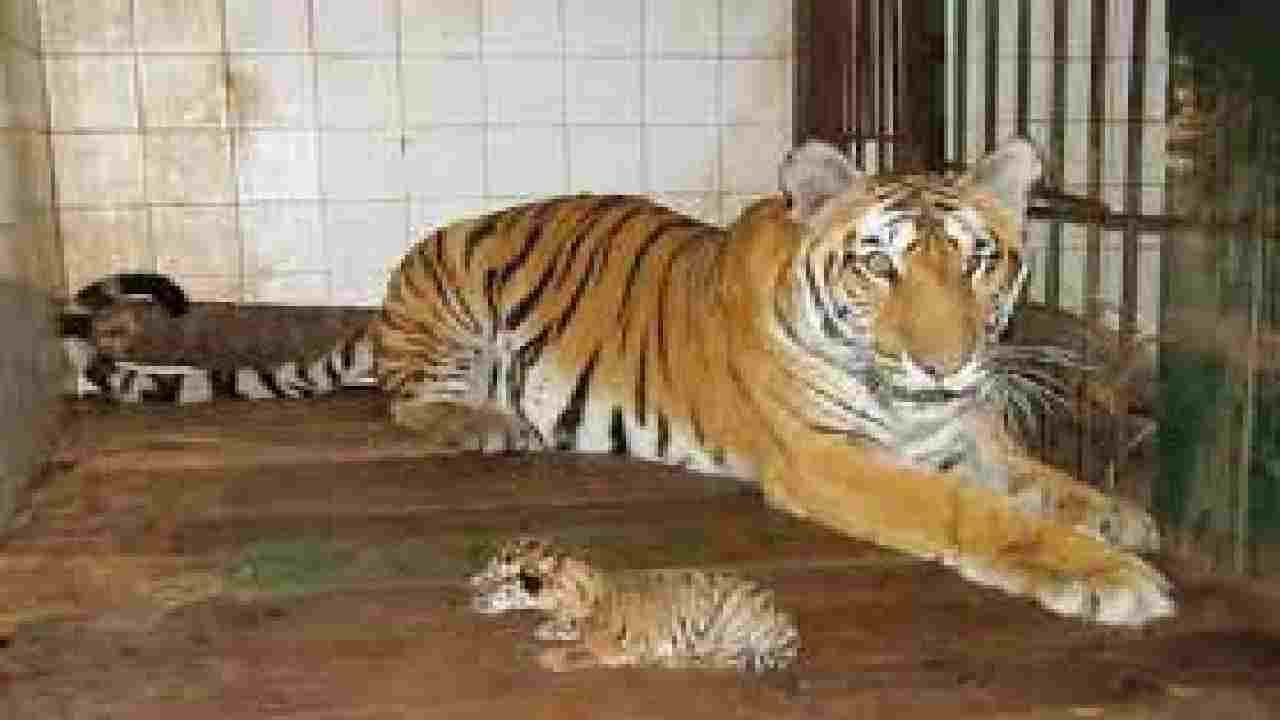 Tiger बल्लारपूरच्या जंगलात कसा झाला वाघिणीचा मृत्यू? चार दिवसांपासून वनविभागाला पत्ताच नाही