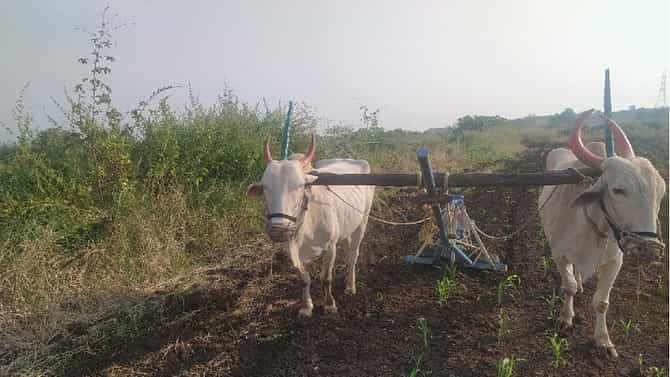 मराठवाड्यात रब्बीच्या पेरण्या संथ गतीनेच, काय आहेत कारणे ?