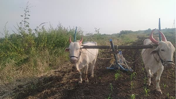 मराठवाड्यात रब्बीच्या पेरण्या संथ गतीनेच, काय आहेत कारणे ?