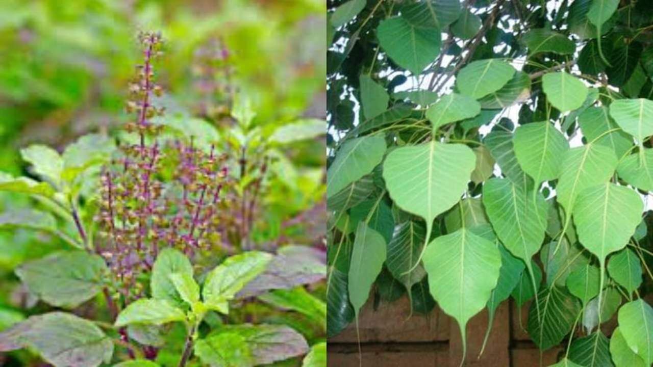 Spiritual Trees | हिंदू धर्मात अत्यंत शुभ मानली जातात ही झाडं, जाणून घ्या कोणत्या झाडाचं काय महत्त्व?