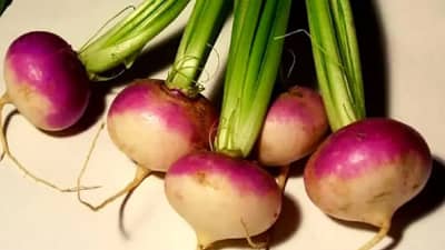 Health Care : शलजम हंगामी संसर्गापासून संरक्षण करण्यासाठी उपयुक्त, जाणून घ्या फायदे!