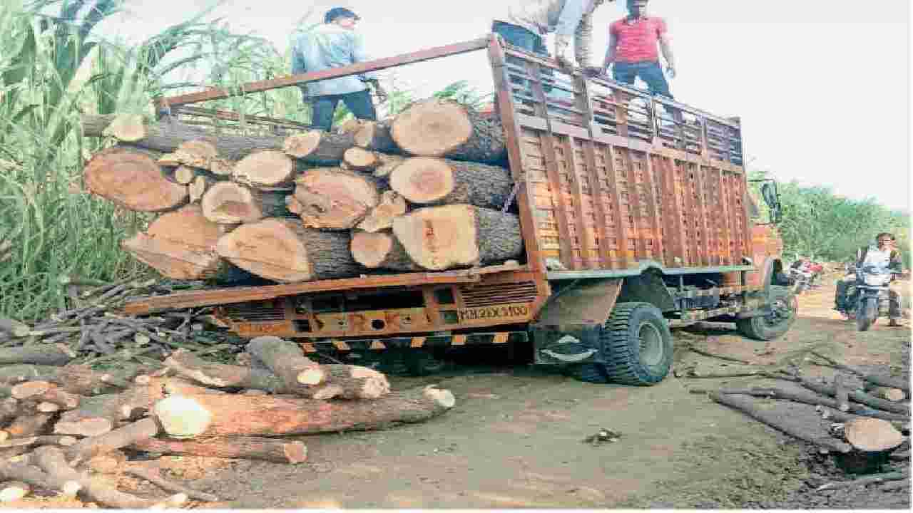 जालन्यात 9 टन लिंबाची लाकडे, 3 लाखांचा मुद्देमाल ताब्यात, वनविभागाची कारवाई