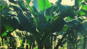 केळी बागांना 'बंची टॅाप' विषाणूचा धोका, योग्य व्यवस्थापन गरजेचे अन्यथा उत्पादनात घट
