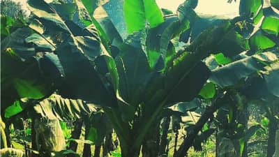 केळी बागांना बंची टॅाप विषाणूचा धोका, योग्य व्यवस्थापन गरजेचे अन्यथा उत्पादनात घट