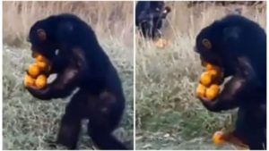 Viral Video | लोभी चिंपांझीचा व्हिडीओ व्हायरल, नेटकरी म्हणाले हा तर मानवांसाठी एक खास संदेश