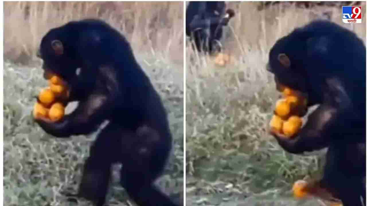 Video: हातात, दोन्ही पायात, अहो एवढंच काय तोंडातही फळं, हावरट चिंपाझीचा व्हिडीओ तुफान व्हायरल