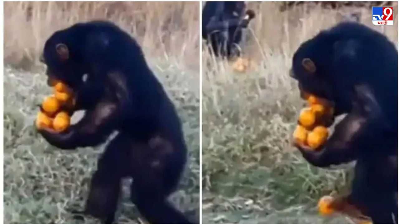 Video: हातात, दोन्ही पायात, अहो एवढंच काय तोंडातही फळं, हावरट चिंपाझीचा व्हिडीओ तुफान व्हायरल