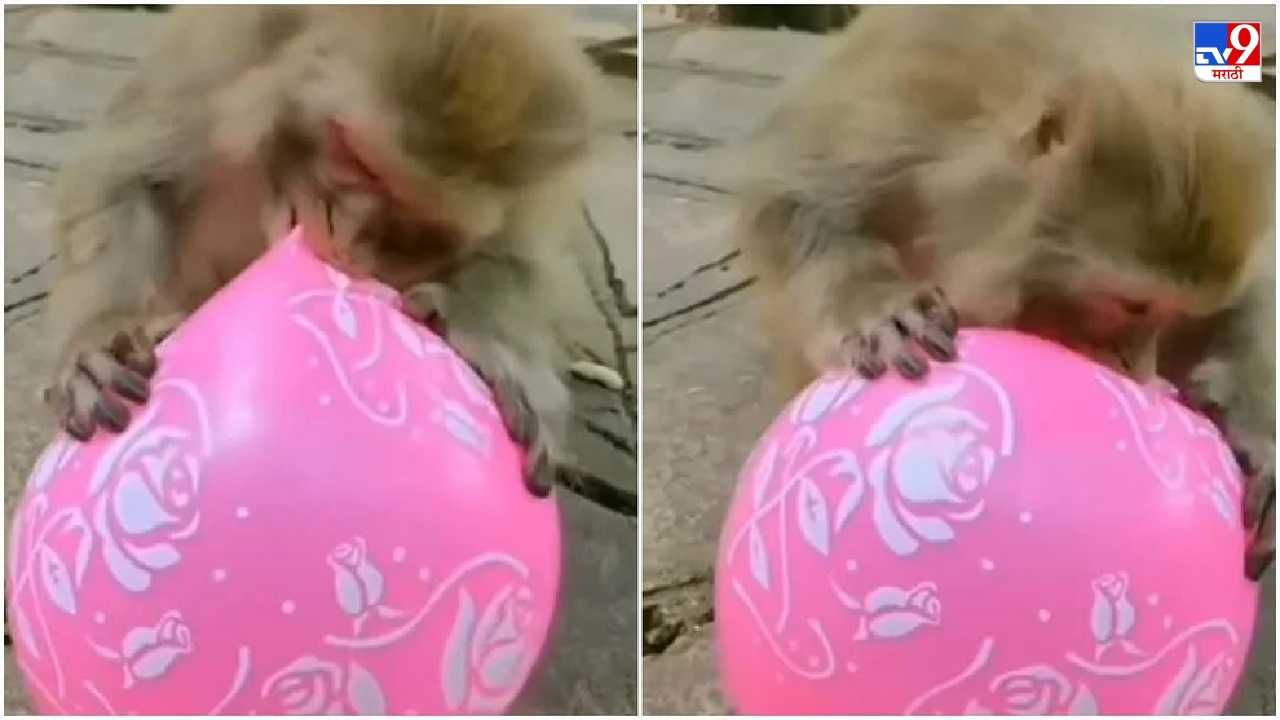 Video: माकडाच्या हाती आला फुगा, त्यानंतर माकडाने जे केलं, त्याने नेटकरी पोट धरुन हसले!