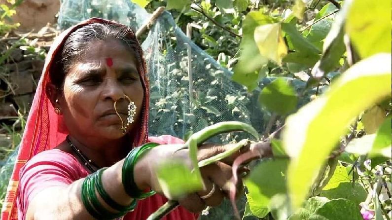 पद्मश्री पुरस्काराच्या मानकरी 'बीजमाता' राहीबाईंचा कृषी क्षेत्रातील प्रेरणादायी प्रवास