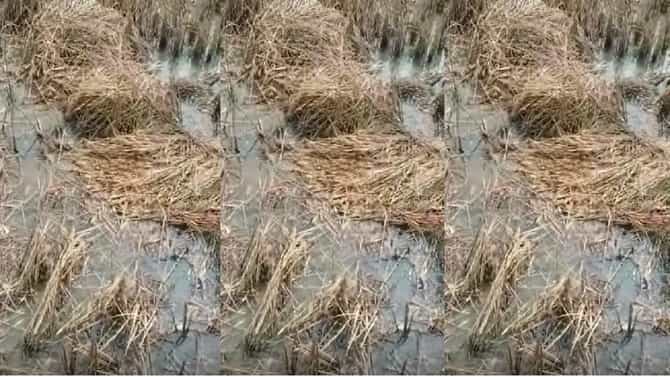 कालव्याच्या पाण्यामुळं 22 एकरातील धानाचं नुकसानं, शेतकऱ्यांकडून ठेकेदाराकडे नुकसानभरपाईची मागणी