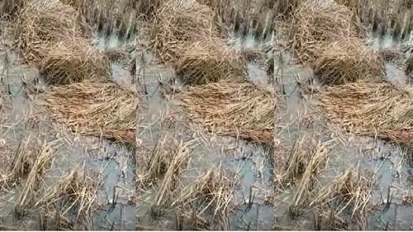 कालव्याच्या पाण्यामुळं 22 एकरातील धानाचं नुकसानं, शेतकऱ्यांकडून ठेकेदाराकडे नुकसानभरपाईची मागणी