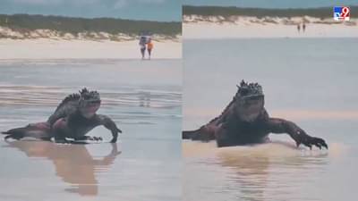 Video: बीचवर फिरणारा हा प्राणी खरंच गॉडझिला आहे? जाणून घ्या व्हायरल होणाऱ्या व्हिडीओतील प्राणी कोणता?
