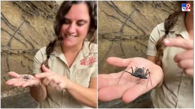 Video: हातात कोळीला घेऊन खेळवणारी रणरागिणी, व्हिडीओ पाहून नेटकरी म्हणाले, हिंमतीचं कौतुक करायला हवं!