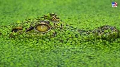 मुलगा कासव समजून नाल्यातल्या प्राण्याशी खेळत होता, पण जेव्हा खरं समोर आलं, तेव्हा सगळेच हादरले!