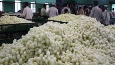 रेशीम उद्योगाचे महत्व, असा घ्या योजनेचा लाभ..!