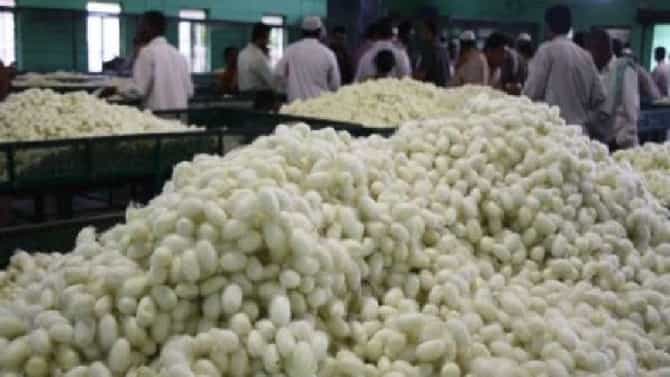 कमी पाण्यात भरघोस उत्पादन, मराठवाड्यातील शेतकऱ्यांना एक नवा पर्याय