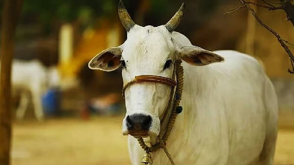 किसान क्रेडिट कार्डची वाढली व्याप्ती, मत्स्यव्यवसाय अन् पशुसंवर्धनासाठीही केंद्र सरकारचे राष्ट्रीय अभियान