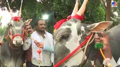 बंगळुरातल्या कृषी मेळाव्यात दांडग्या कृष्णाची कमाल, 1 कोटींच्या बोलीने मालक मालामाल, देशी गोवंशाची किंमत डोकं चक्रावणारी!