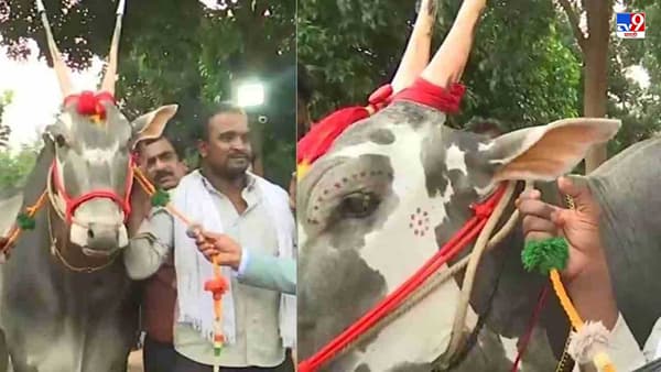 बंगळुरातल्या कृषी मेळाव्यात दांडग्या कृष्णाची कमाल, 1 कोटींच्या बोलीने मालक मालामाल, देशी गोवंशाची किंमत डोकं चक्रावणारी!