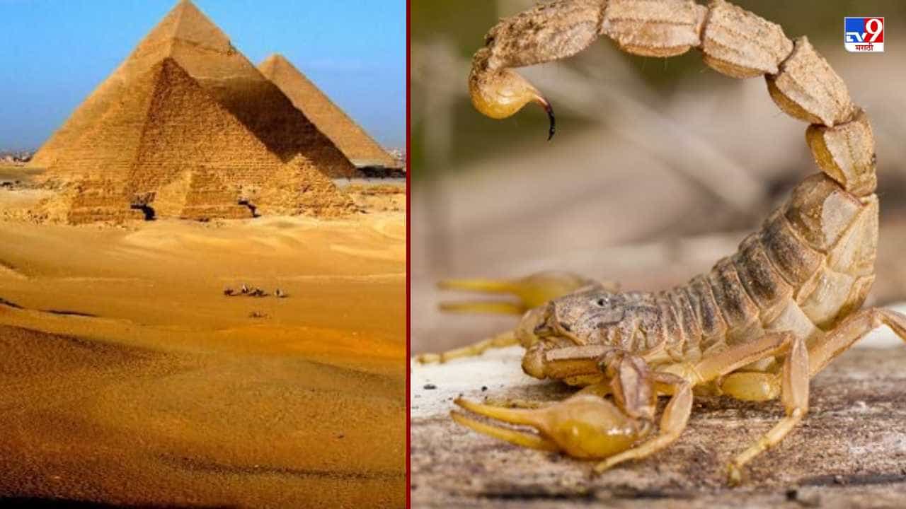 इजिप्तमध्ये विंचवांनी नांगी आपटली, आतापर्यंत 500 जणांना दंश, बाहेर न पडण्याचं सरकारचं आवाहन