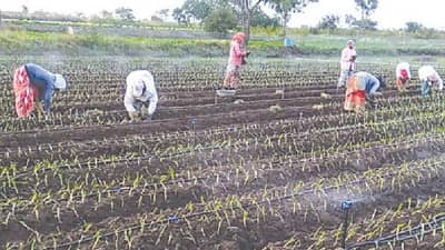 कांद्याची लागवड की पेरणी, शेतकऱ्यांसाठी काय आहे सोयीस्कर..?