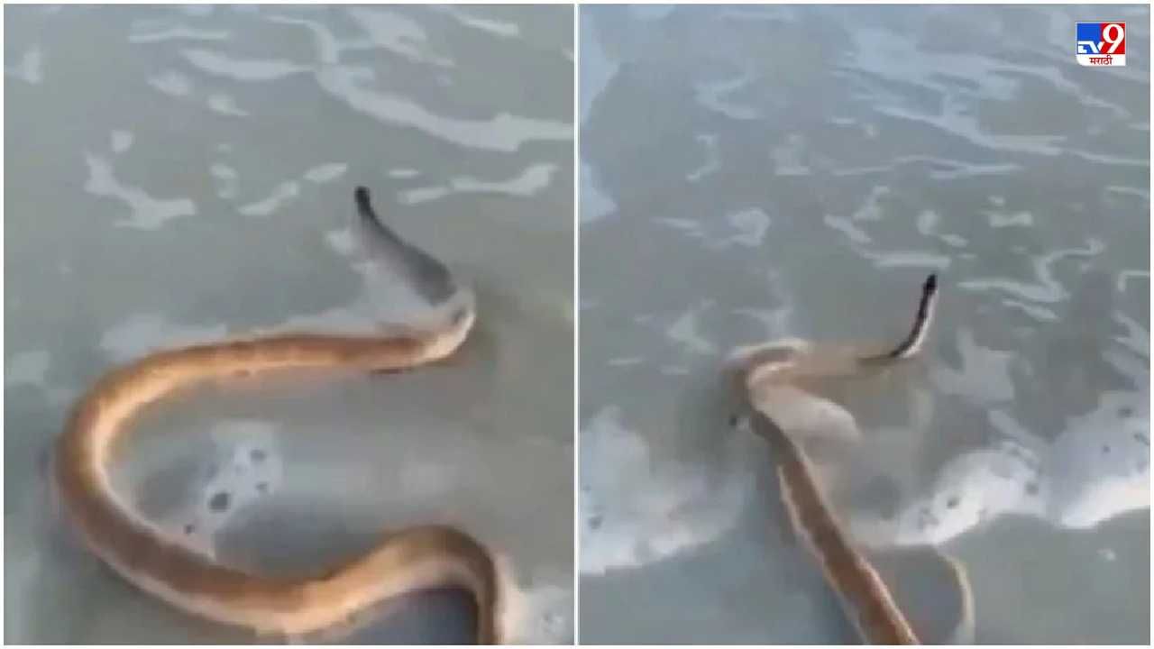 Video: जोरदार लाटा तरी सापाची लाटांवर स्वार होण्याची हिंमत, लाटांशी खेळणाऱ्या सापाचा व्हिडीओ व्हायरल